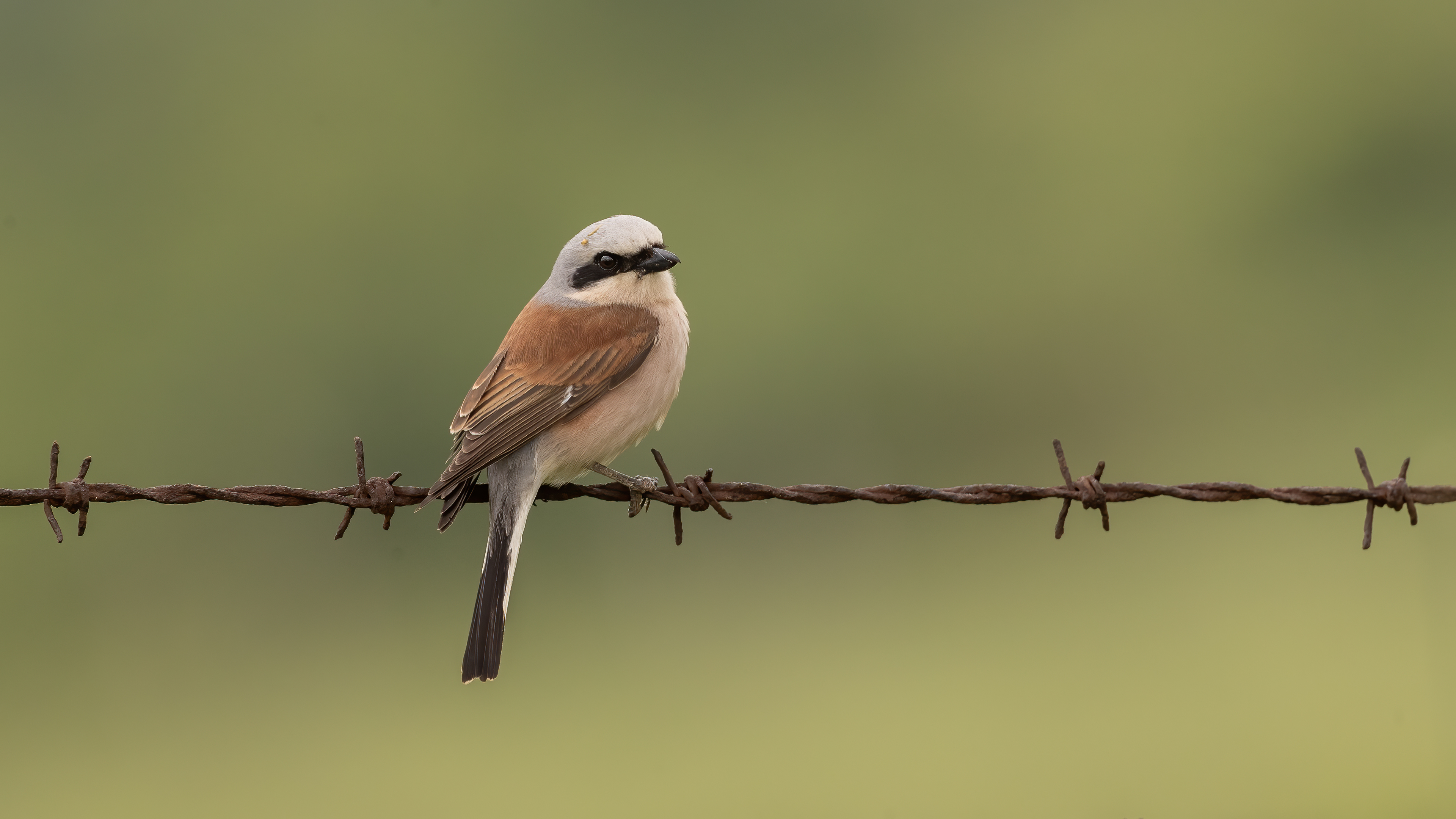 Red-backed Shrike